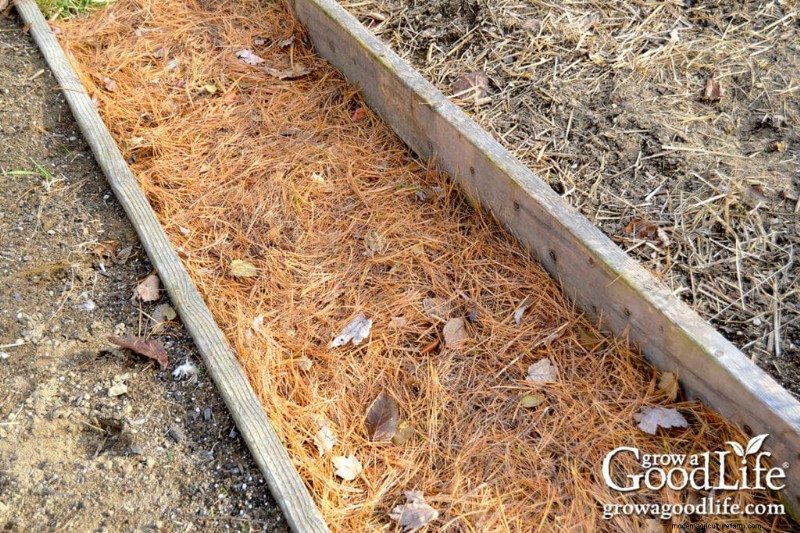 Pine Needle Mulch: Benefits, Uses & Application in Your Garden