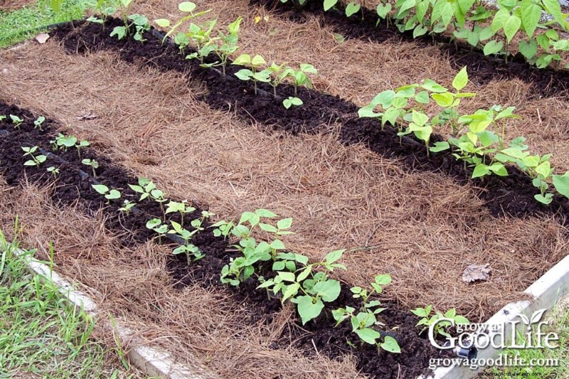 Pine Needle Mulch: Benefits, Uses & Application in Your Garden