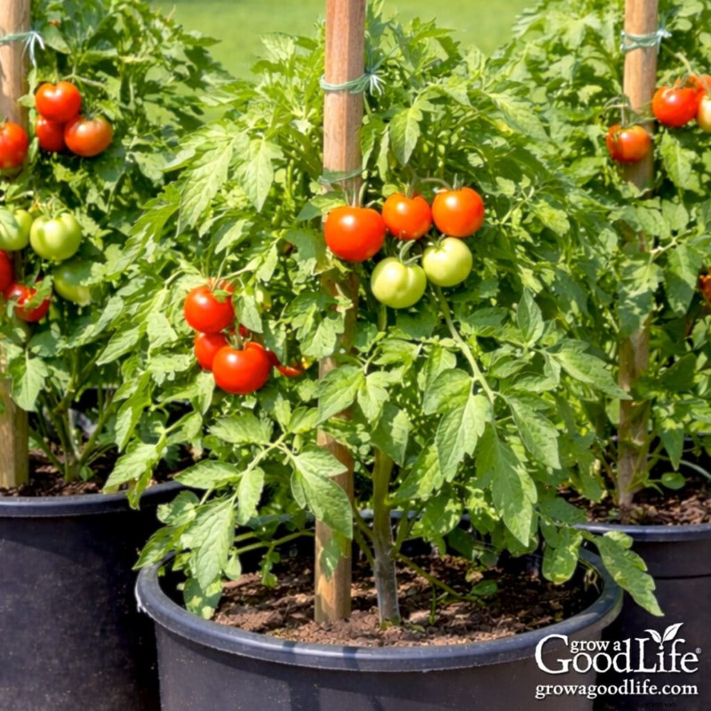 Container Tomato Growing Guide: A Beginner s Handbook