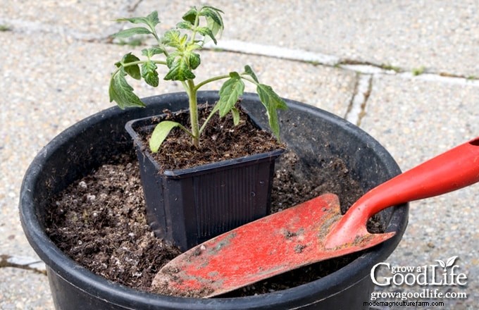 Container Tomato Growing Guide: A Beginner s Handbook