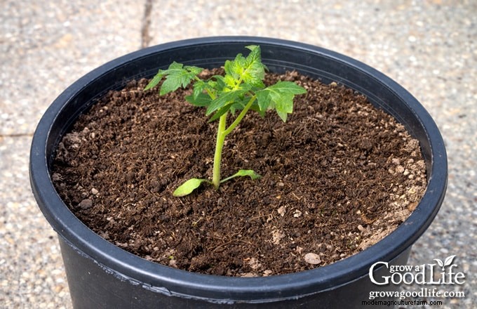 Container Tomato Growing Guide: A Beginner s Handbook