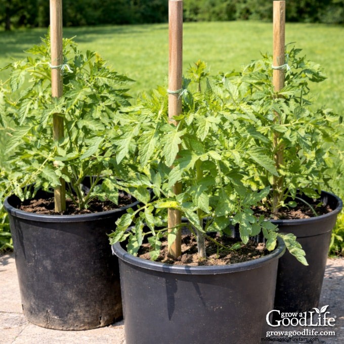 Container Tomato Growing Guide: A Beginner s Handbook