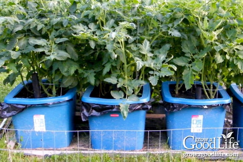 Container Tomato Growing Guide: A Beginner s Handbook
