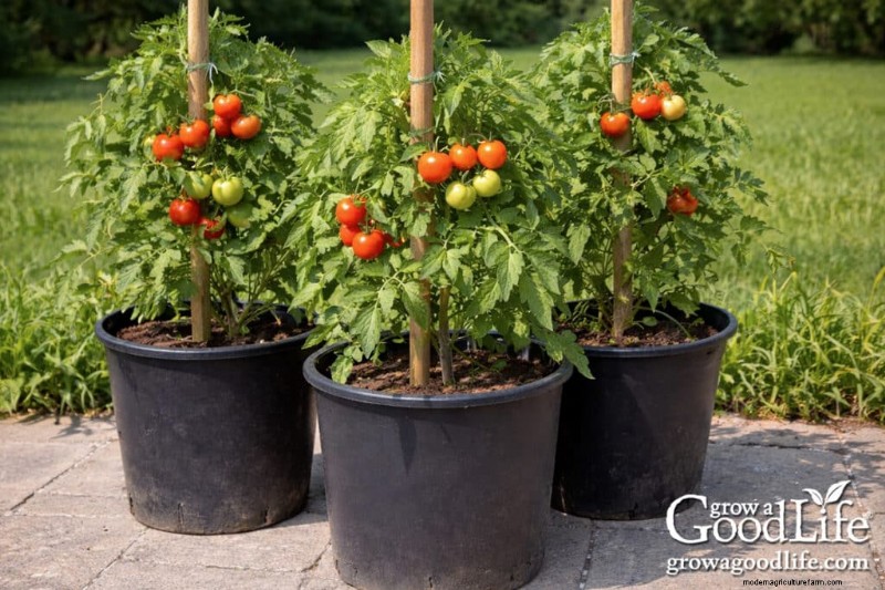 Container Tomato Growing Guide: A Beginner s Handbook