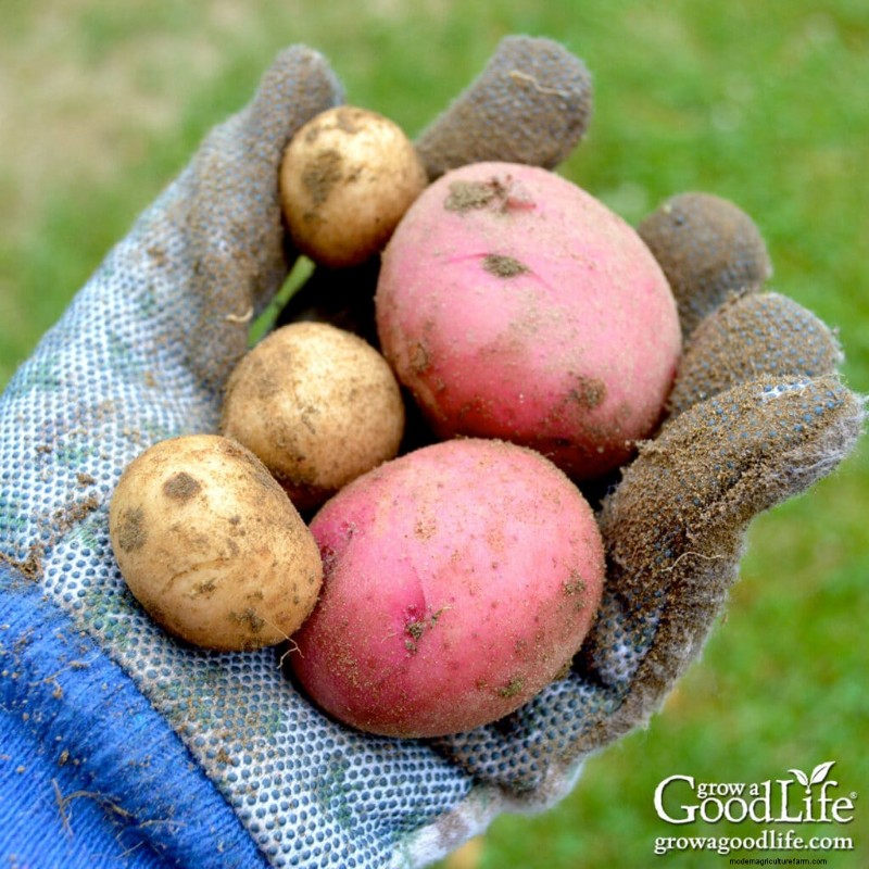 Grow Potatoes: A Comprehensive Guide for Home Gardeners
