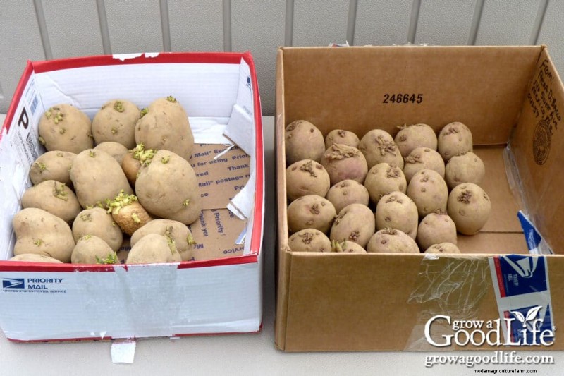 Grow Potatoes: A Comprehensive Guide for Home Gardeners
