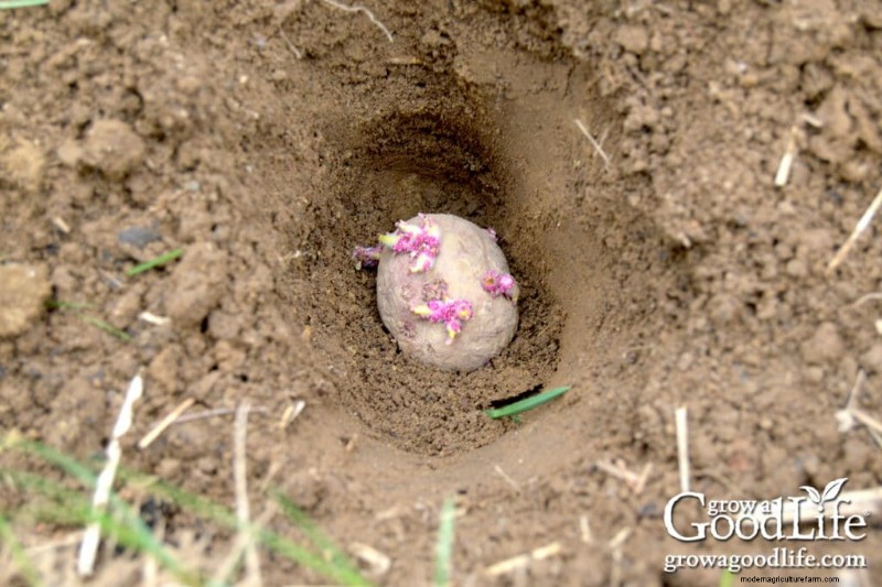 Grow Potatoes: A Comprehensive Guide for Home Gardeners