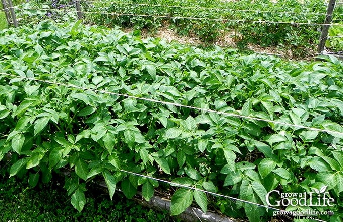 Grow Potatoes: A Comprehensive Guide for Home Gardeners