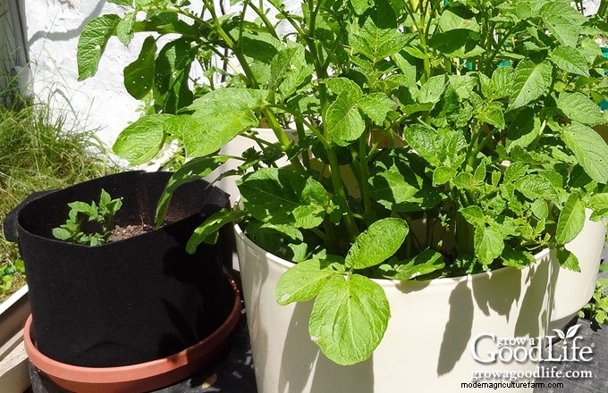 Grow Potatoes: A Comprehensive Guide for Home Gardeners