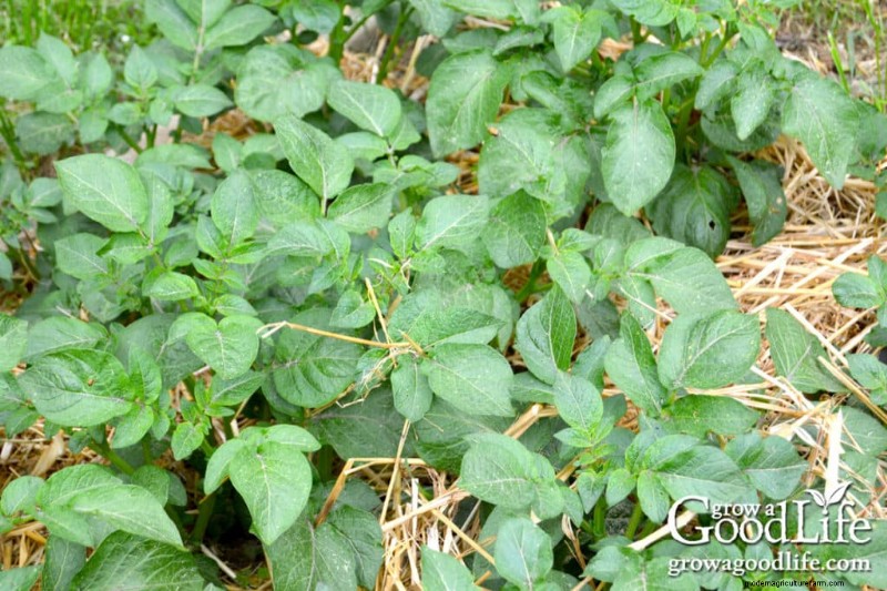 Grow Potatoes: A Comprehensive Guide for Home Gardeners