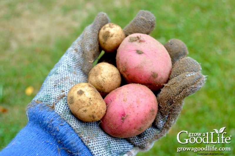 Grow Potatoes: A Comprehensive Guide for Home Gardeners