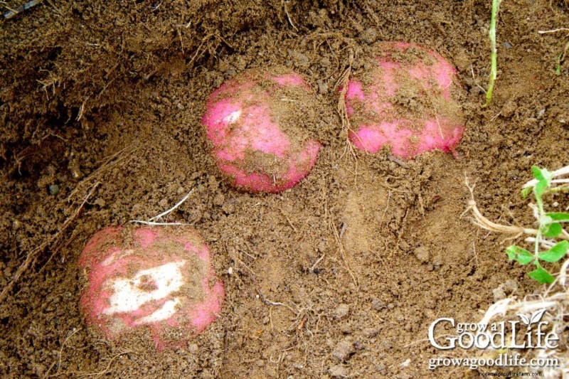 Grow Potatoes: A Comprehensive Guide for Home Gardeners