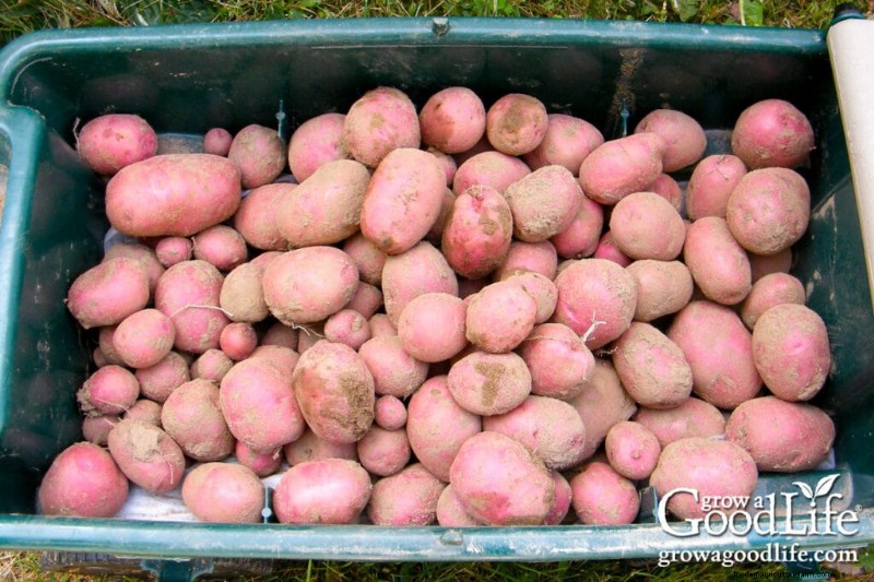 Grow Potatoes: A Comprehensive Guide for Home Gardeners