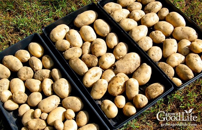 Grow Potatoes: A Comprehensive Guide for Home Gardeners