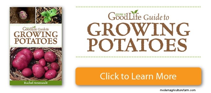 Grow Potatoes: A Comprehensive Guide for Home Gardeners