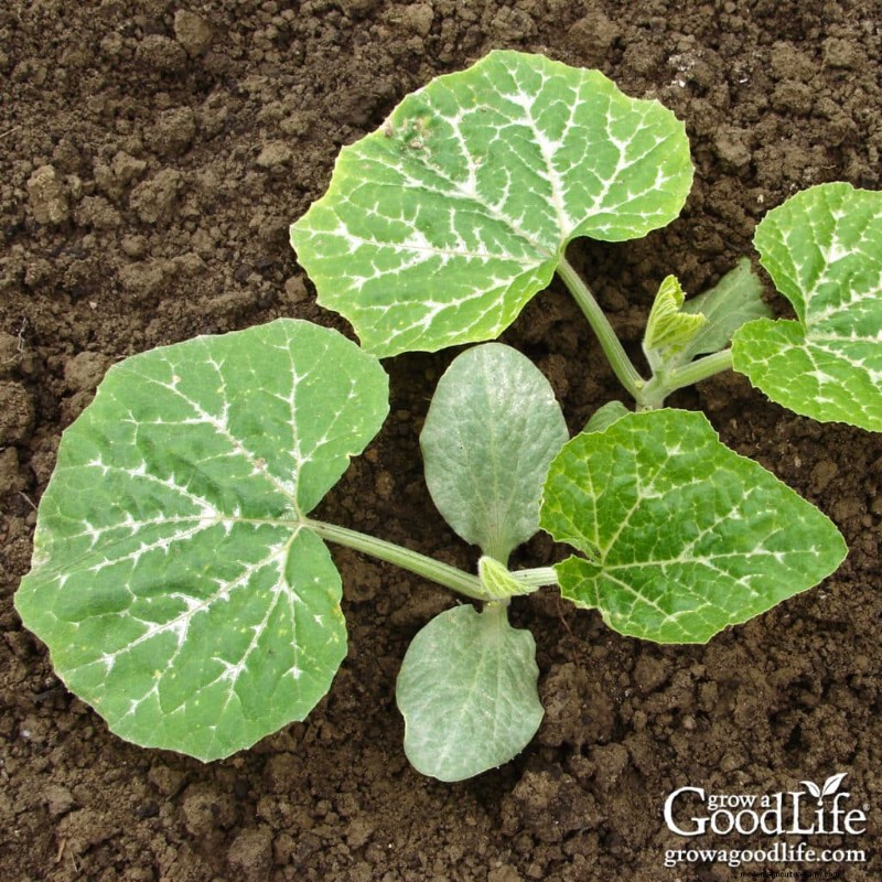 Warm-Season Vegetables: Seeds to Direct Sow After Frost
