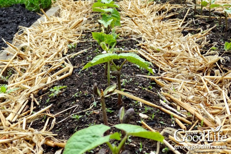 Warm-Season Vegetables: Seeds to Direct Sow After Frost
