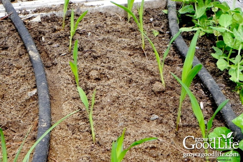 Warm-Season Vegetables: Seeds to Direct Sow After Frost