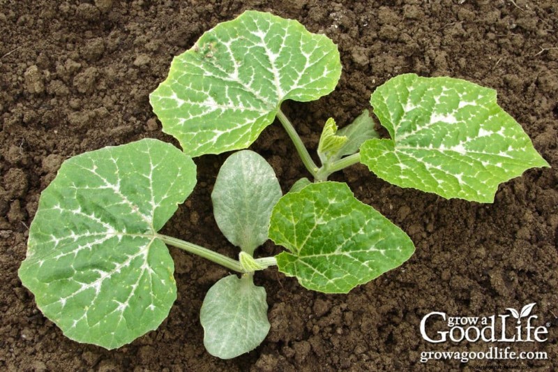 Warm-Season Vegetables: Seeds to Direct Sow After Frost