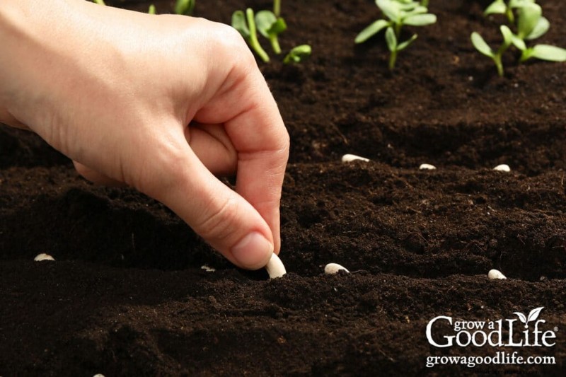Warm-Season Vegetables: Seeds to Direct Sow After Frost