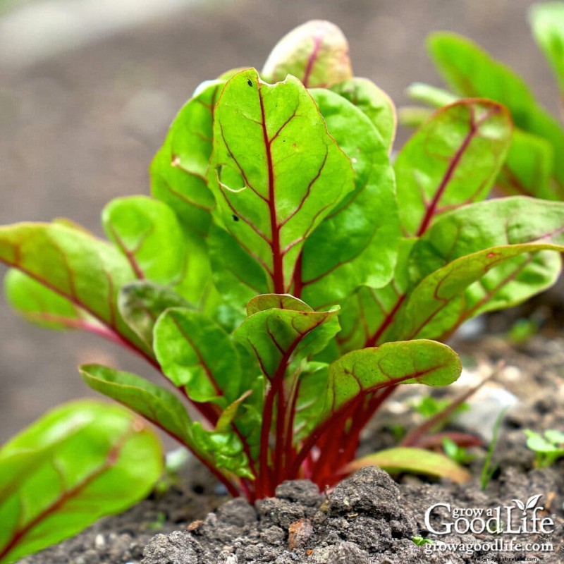 Best Seeds to Direct Sow Before Last Frost: A Planting Guide