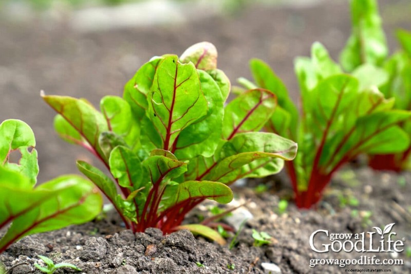 Best Seeds to Direct Sow Before Last Frost: A Planting Guide