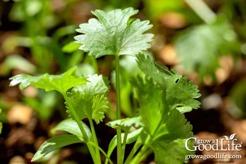 Best Seeds to Direct Sow Before Last Frost: A Planting Guide