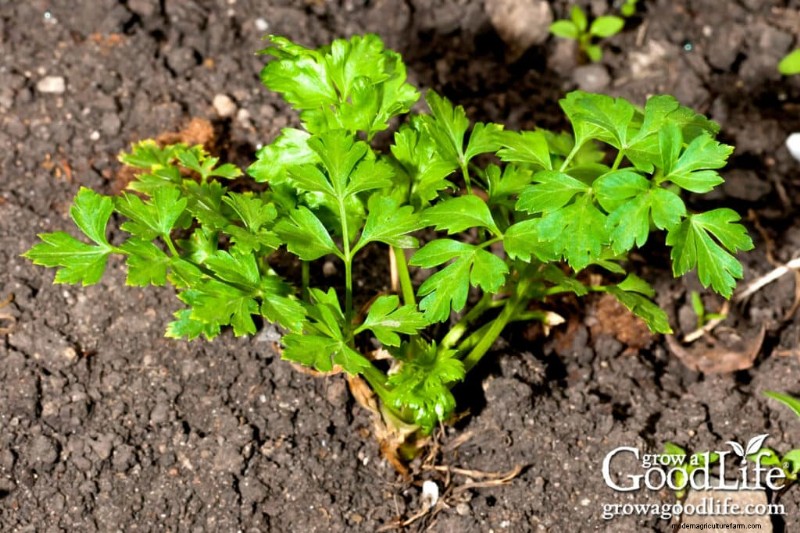 Best Seeds to Direct Sow Before Last Frost: A Planting Guide