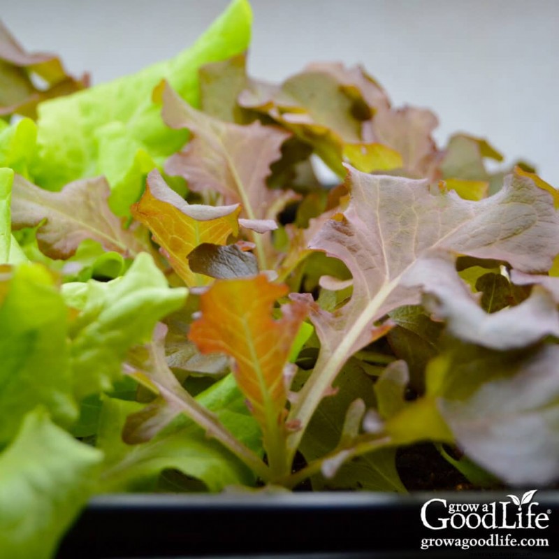 Best Seeds to Start Indoors: Your Spring Garden Timeline