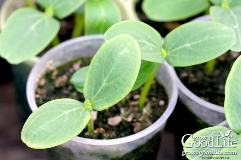 Best Seeds to Start Indoors: Your Spring Garden Timeline