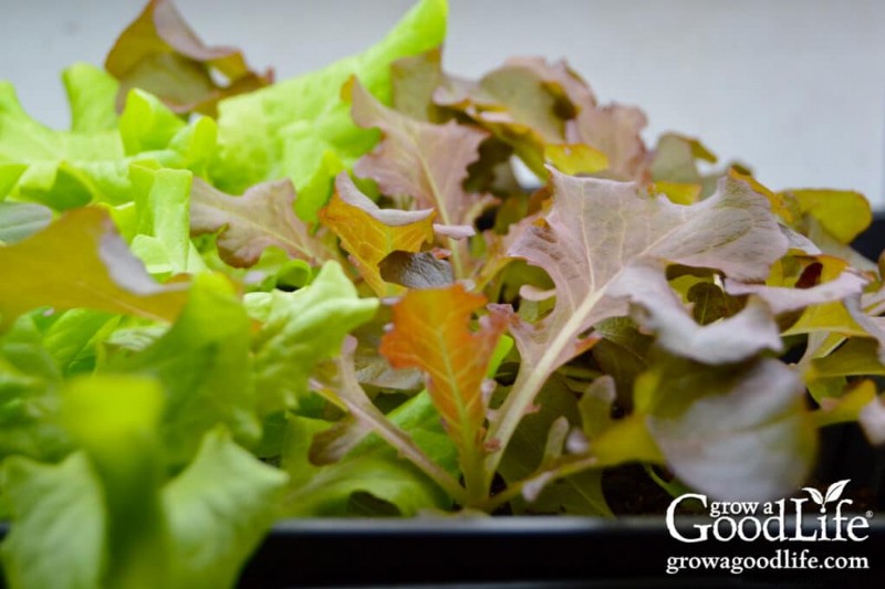 Best Seeds to Start Indoors: Your Spring Garden Timeline