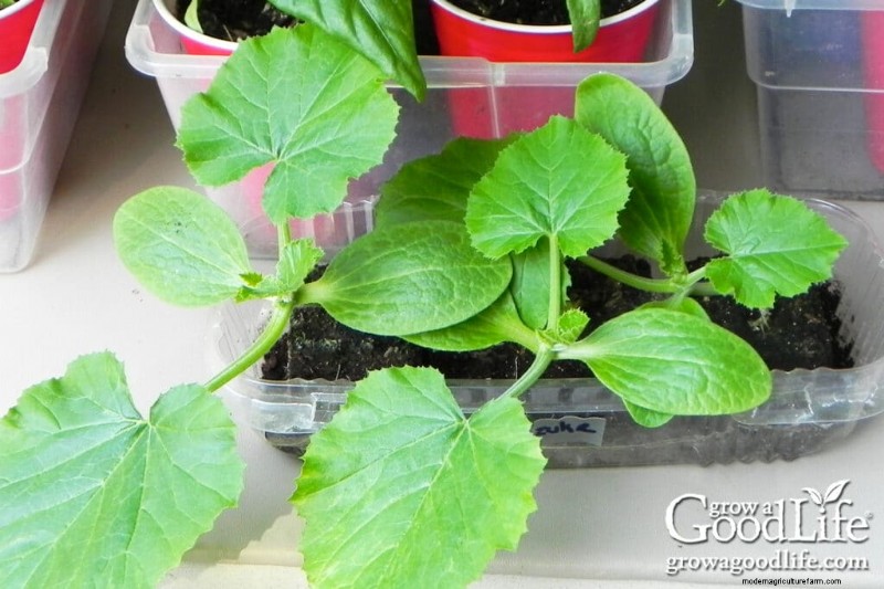 Best Seeds to Start Indoors: Your Spring Garden Timeline