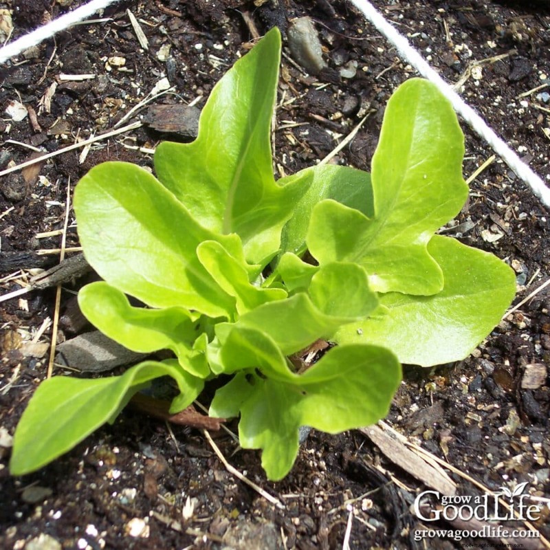 Direct Sowing Guide: Plant Seeds 4-6 Weeks Before Last Frost