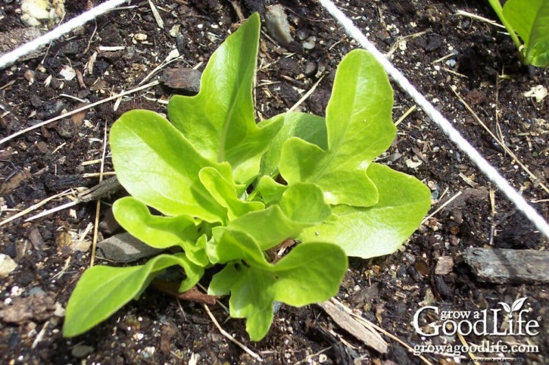 Direct Sowing Guide: Plant Seeds 4-6 Weeks Before Last Frost