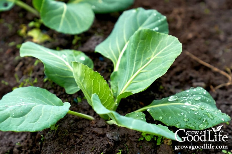 Direct Sowing Guide: Plant Seeds 4-6 Weeks Before Last Frost