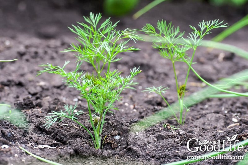 Direct Sowing Guide: Plant Seeds 4-6 Weeks Before Last Frost