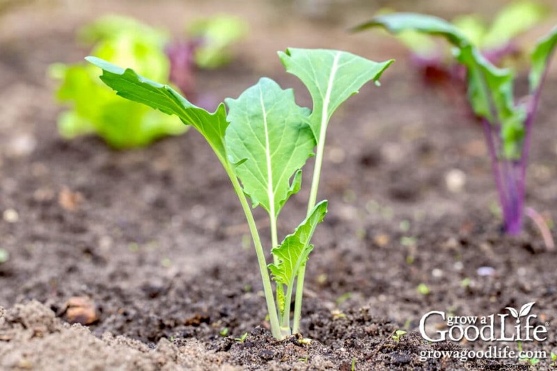 Direct Sowing Guide: Plant Seeds 4-6 Weeks Before Last Frost