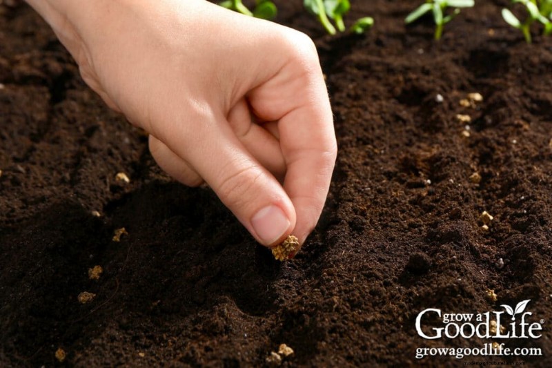 Direct Sowing Guide: Plant Seeds 4-6 Weeks Before Last Frost