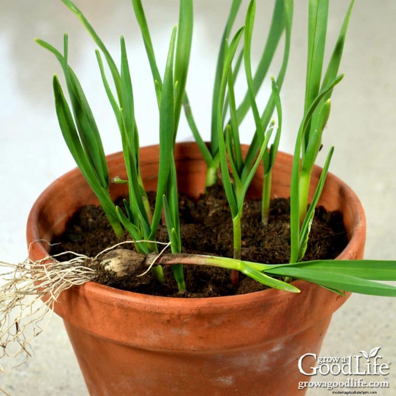Growing Garlic From Sprouts: A Guide to Planting & Harvesting