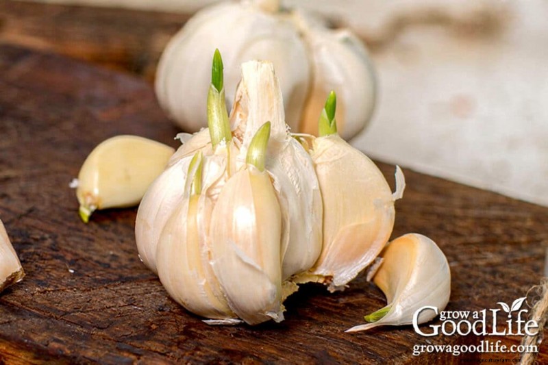 Growing Garlic From Sprouts: A Guide to Planting & Harvesting