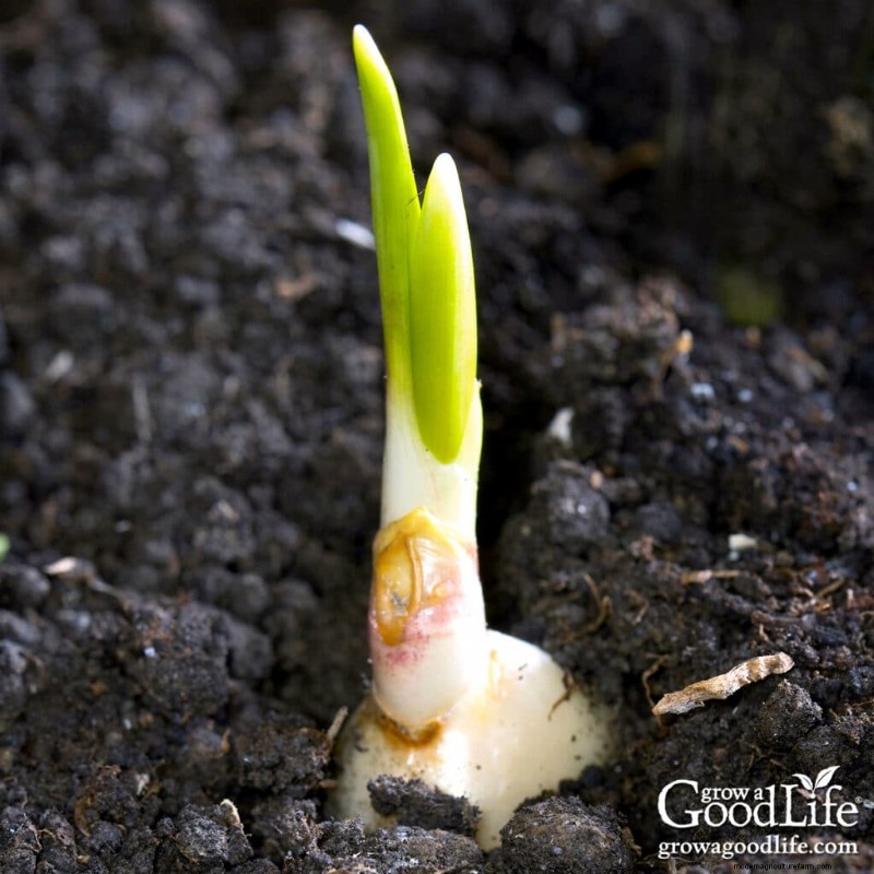 Growing Garlic From Sprouts: A Guide to Planting & Harvesting
