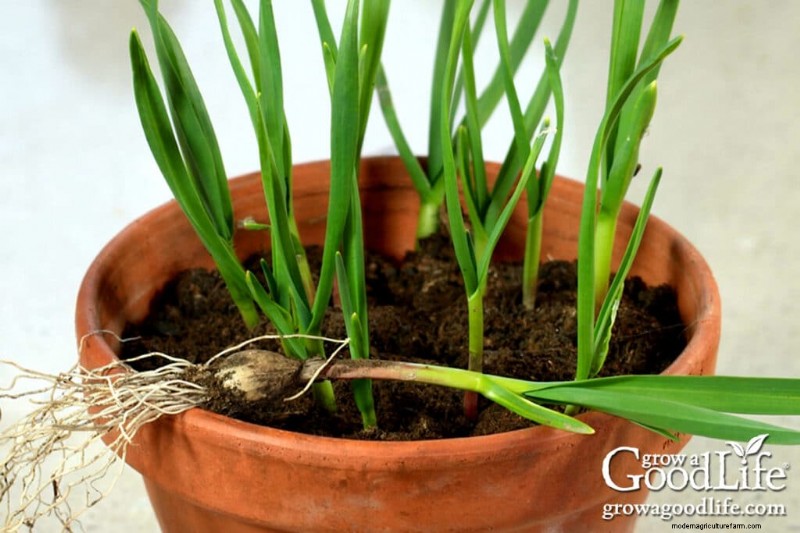 Growing Garlic From Sprouts: A Guide to Planting & Harvesting