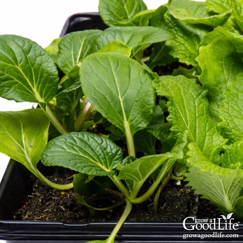 Best Seeds to Start Indoors: A 4-6 Week Guide for Spring Planting