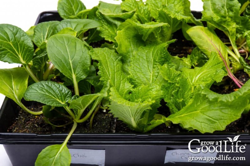 Best Seeds to Start Indoors: A 4-6 Week Guide for Spring Planting