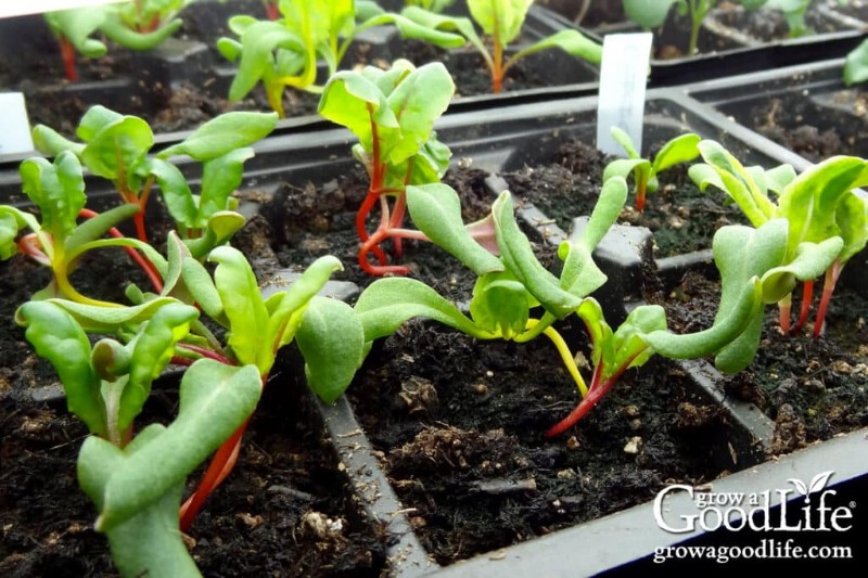 Best Seeds to Start Indoors: A 4-6 Week Guide for Spring Planting