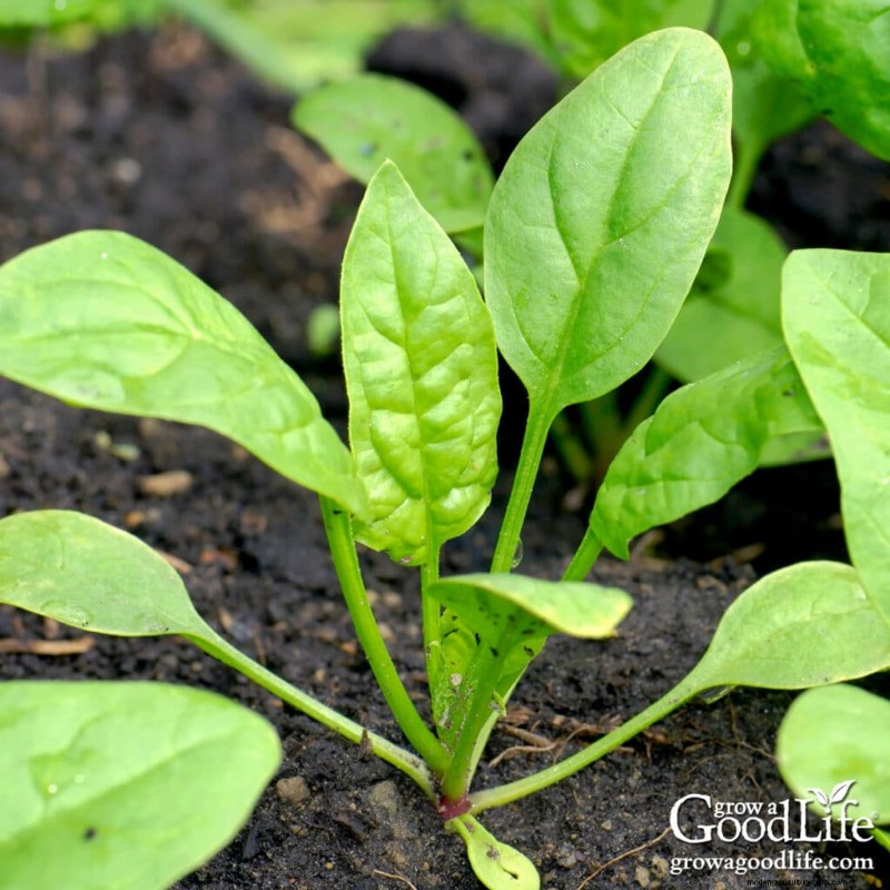 Early Planting: Best Seeds to Direct Sow Before Last Frost