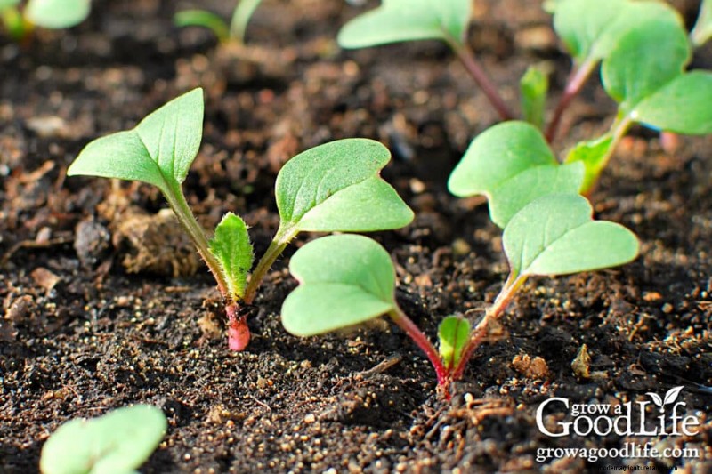 Early Planting: Best Seeds to Direct Sow Before Last Frost