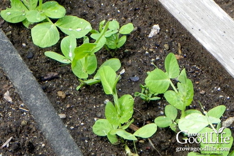 Early Planting: Best Seeds to Direct Sow Before Last Frost