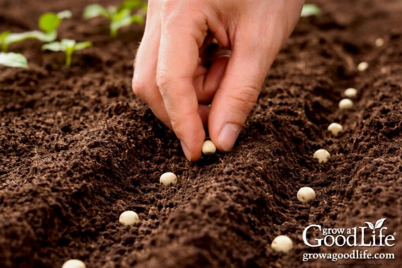 Early Planting: Best Seeds to Direct Sow Before Last Frost