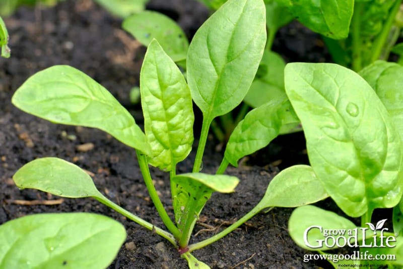 Early Planting: Best Seeds to Direct Sow Before Last Frost